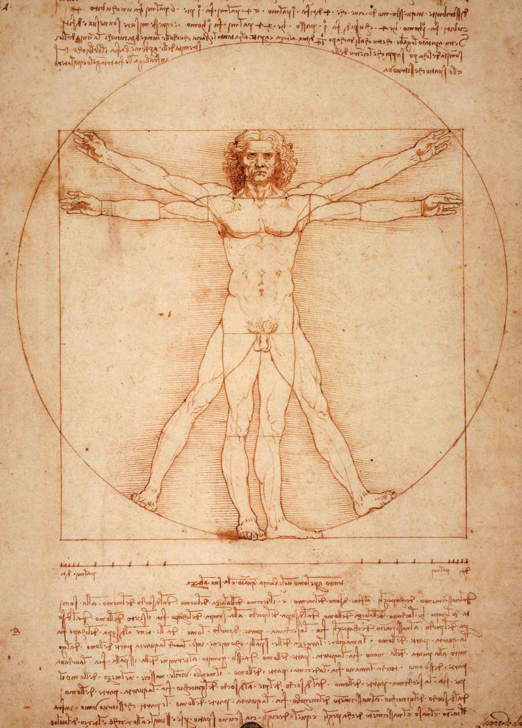 Vitruvian Man - Leonardo Da Vinci - Greetings Card by Leonardo Da Vinci