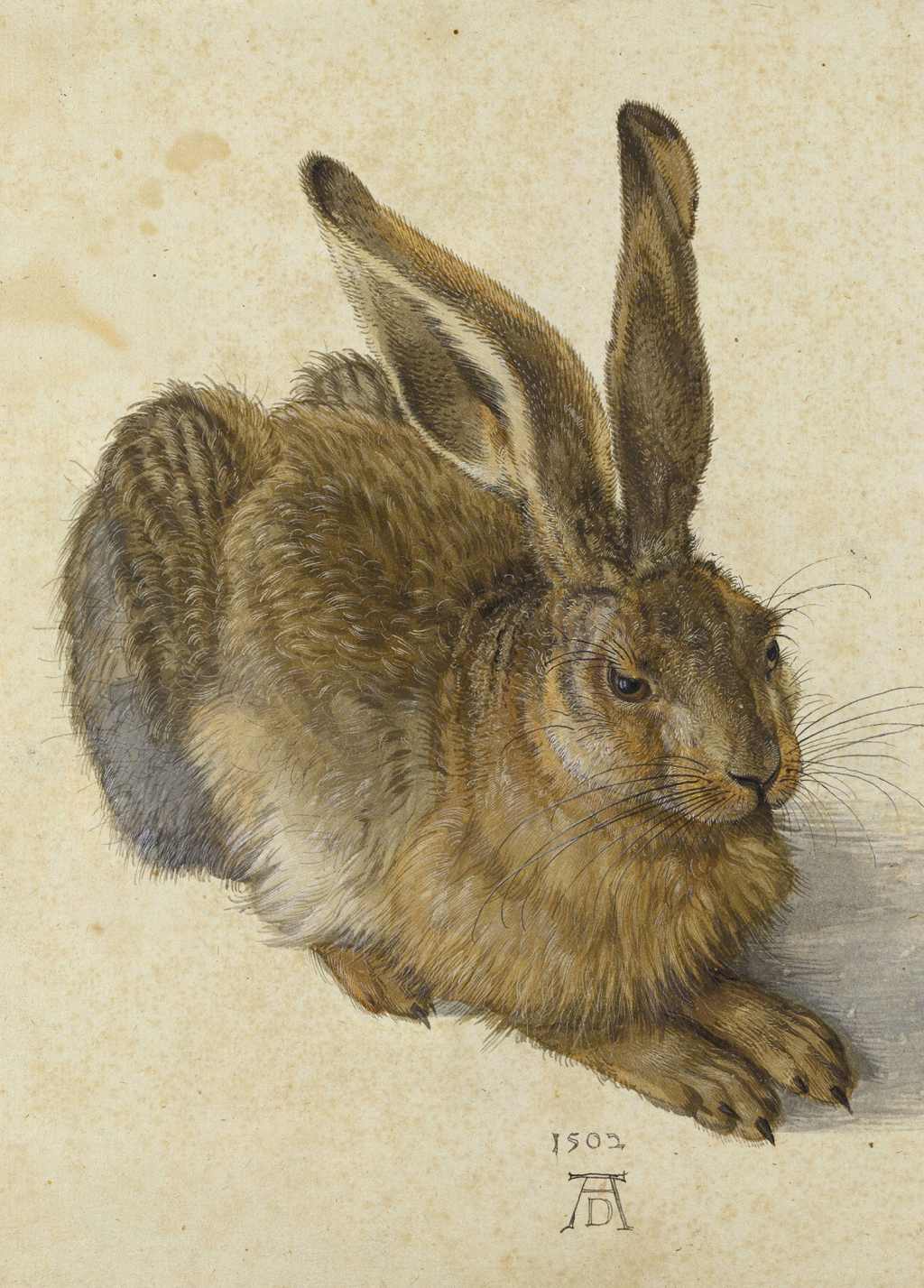 Young Hare - Albrecht Dürer - Greetings Card by Albrecht Dürer