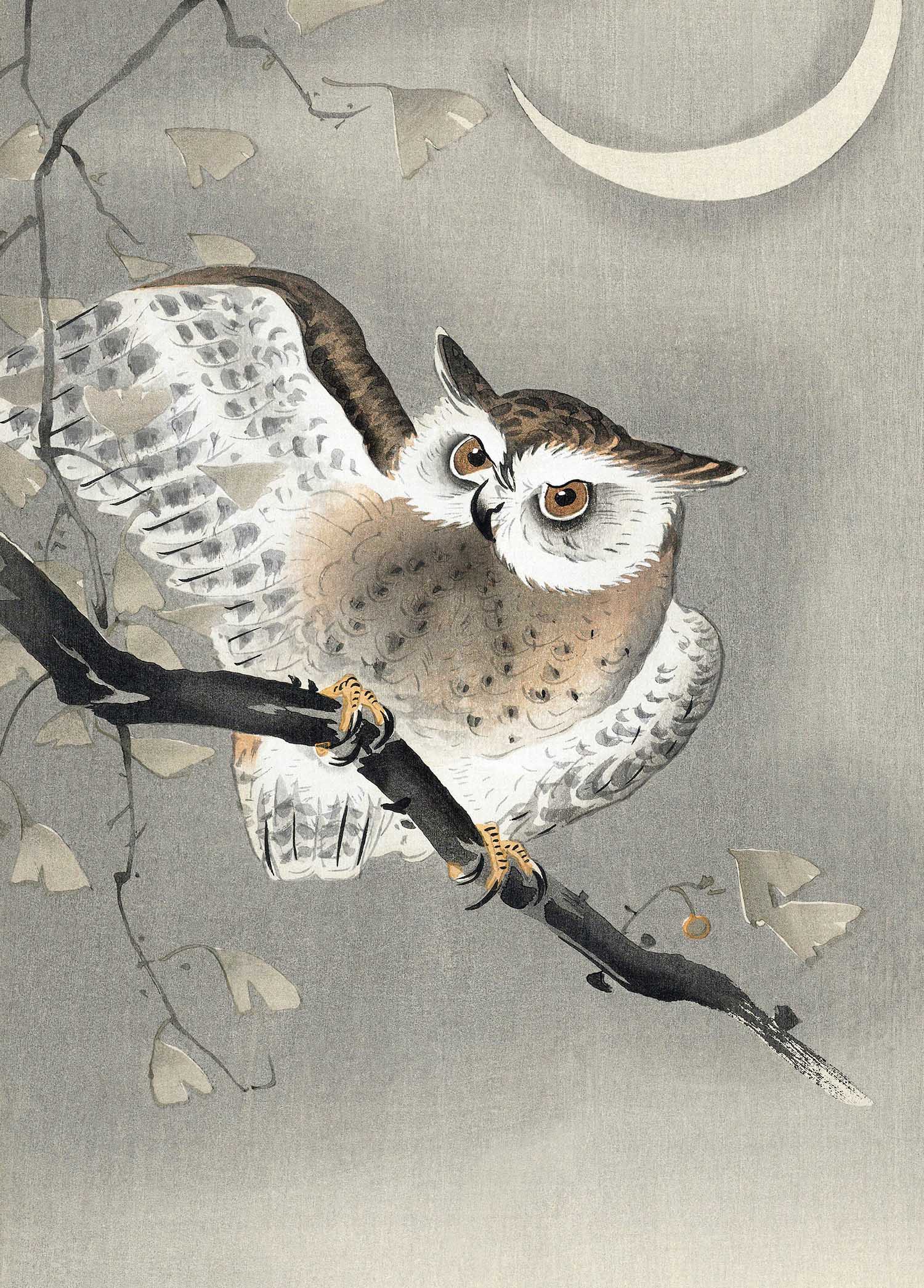Long-Eared Owl in Ginkgo - Ohara Koson - Greetings Card by Ohara Koson